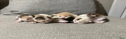 Mixed Breed cats for sale: Gorgeous kittens - Advert 1