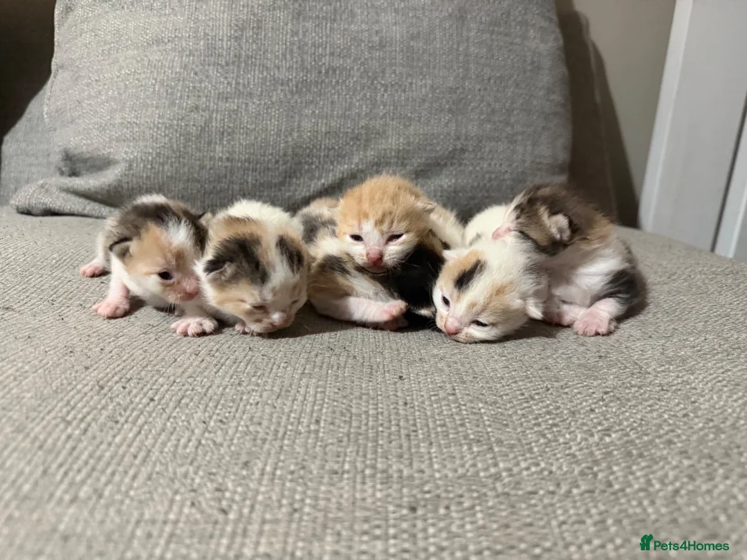 Mixed Breed cats for sale: Gorgeous kittens - Advert 1