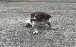 German Shorthaired Pointer dogs for sale: 3boys 3girls left ‼️Stunning Litter of GSP puppies - Image 16