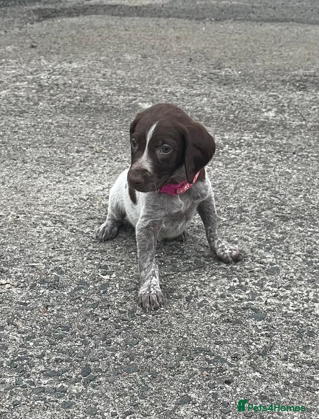German Shorthaired Pointer dogs for sale: 3boys 3girls left ‼️Stunning Litter of GSP puppies - Image 16