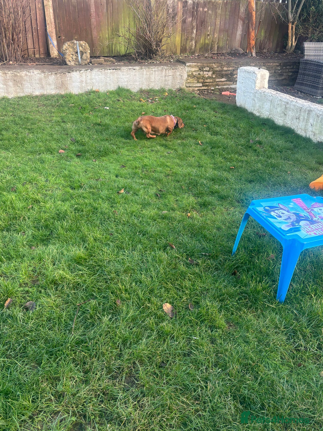 Miniature Dachshund dogs for sale: Pure midi dachshund red - Advert 2