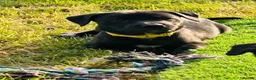 Mixed Breed dogs for sale: Beautiful Labrador X puppies.  - Advert 17