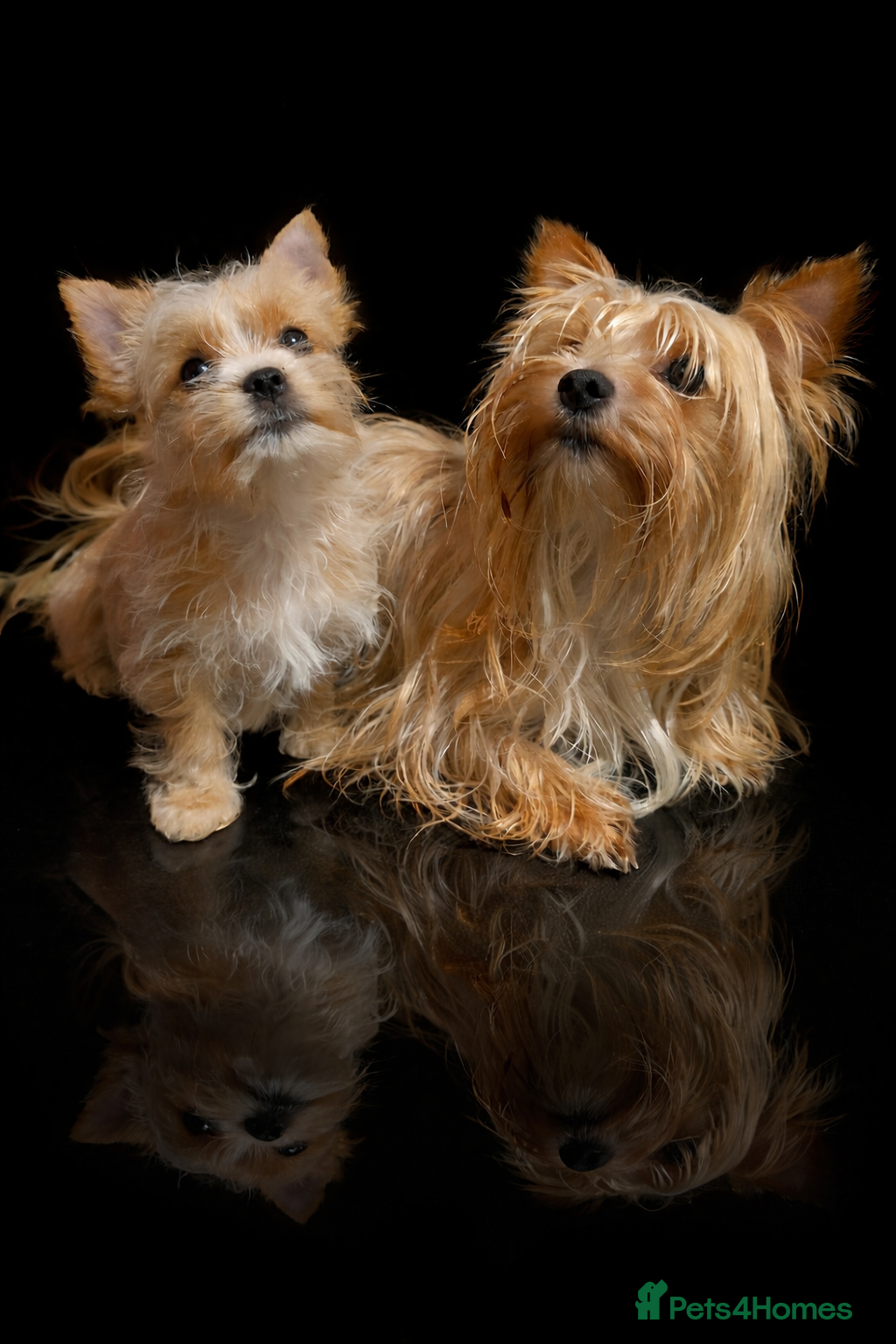 Yorkshire Terrier dogs wonderful puppies yorkshire terrier - Advert 4