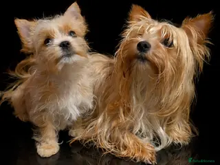 Yorkshire Terrier dogs wonderful puppies yorkshire terrier - Advert 4