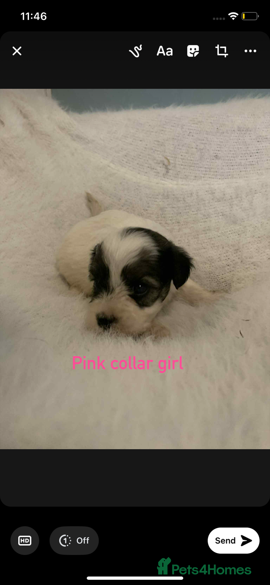 Cavachon dogs for sale: beautiful cavapoochon puppies  - Image 7