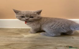British Shorthair cats for sale: 💎 lilac British Shorthair kittens for reserve ✨ - Image 6
