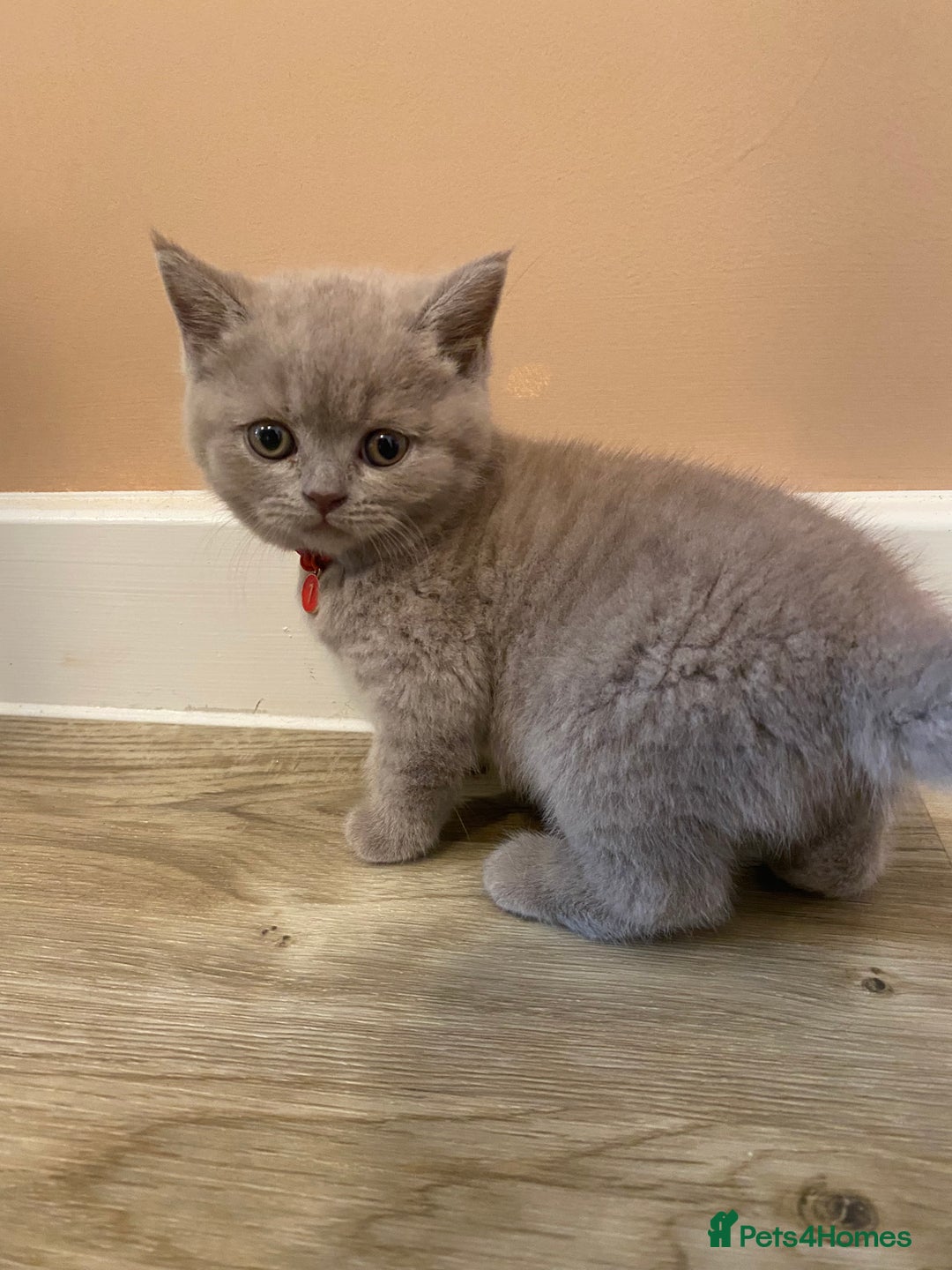 British Shorthair cats for sale: 💎 lilac British Shorthair kittens for reserve ✨ - Image 6