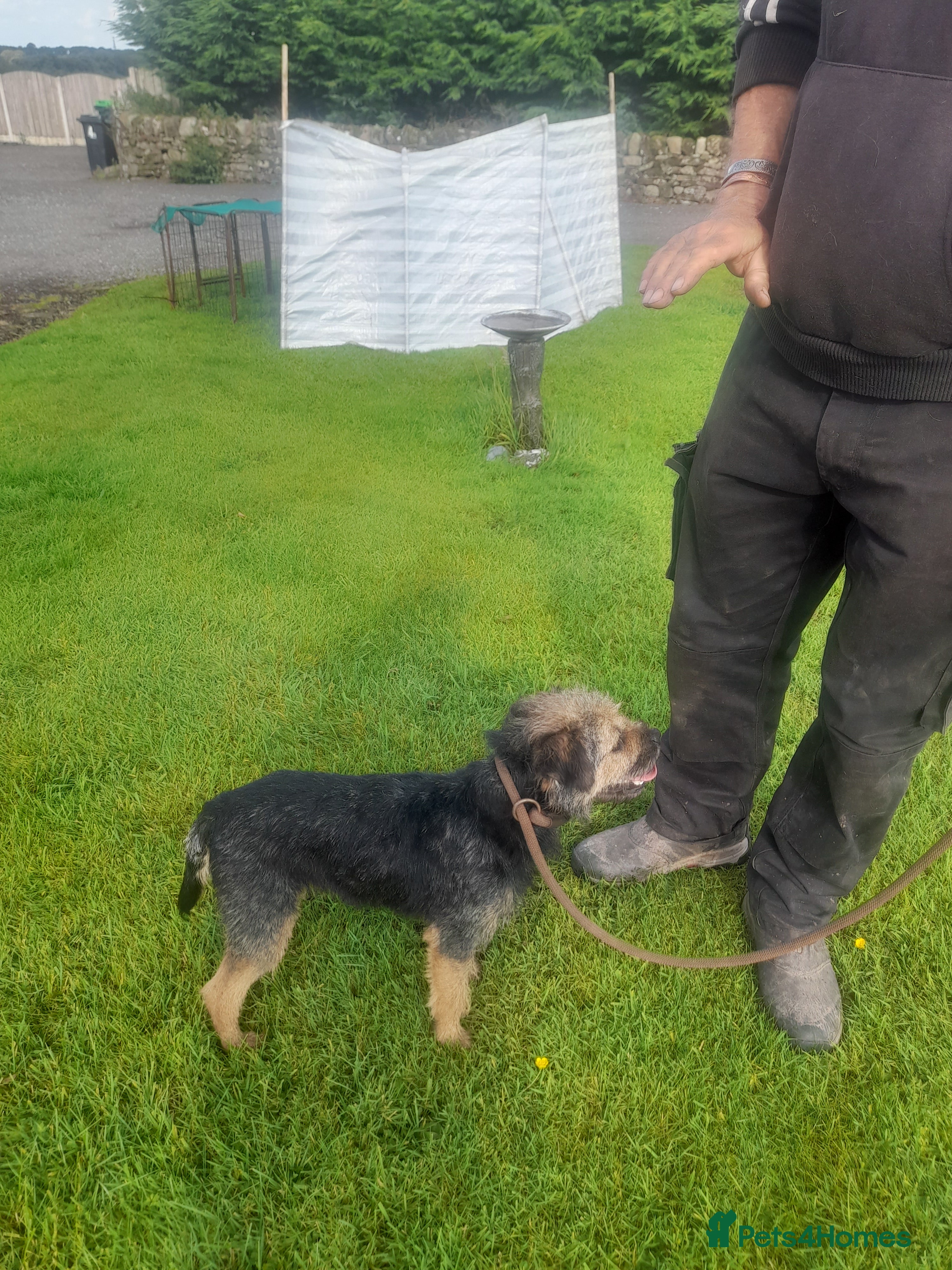 Border Terrier dogs At stud ,blue and tan border terrier  in Lockerbie - Advert 5