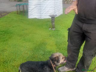 Border Terrier dogs At stud ,blue and tan border terrier in Lockerbie - Advert 3