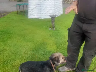 Border Terrier dogs At stud ,blue and tan border terrier in Lockerbie - Advert 23