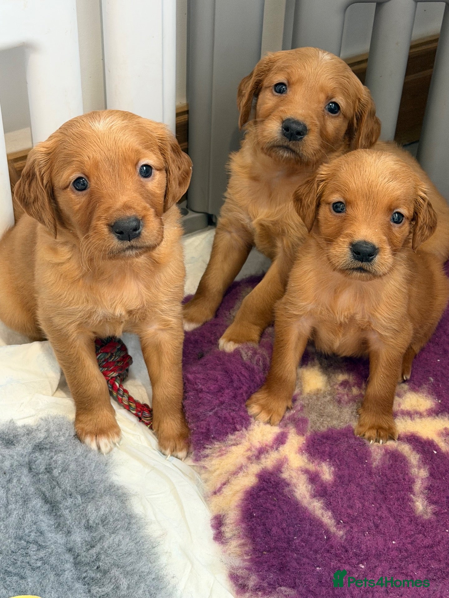 Golden Retriever dogs Outstanding litter of beautiful health tested pups - Advert 13