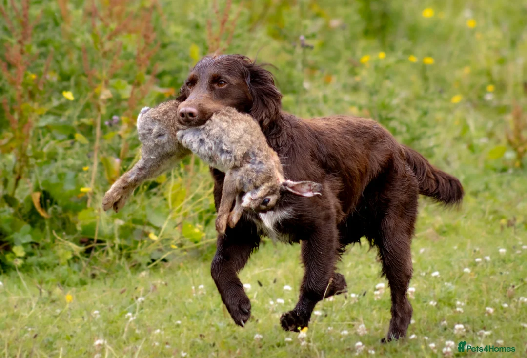 Cocker Spaniel dogs for stud: Cocker spaniel for stud extensively health tested  in Shrewsbury - Advert 37