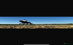 Irish Thoroughbred horses for sale: Rosie.  - Image 5