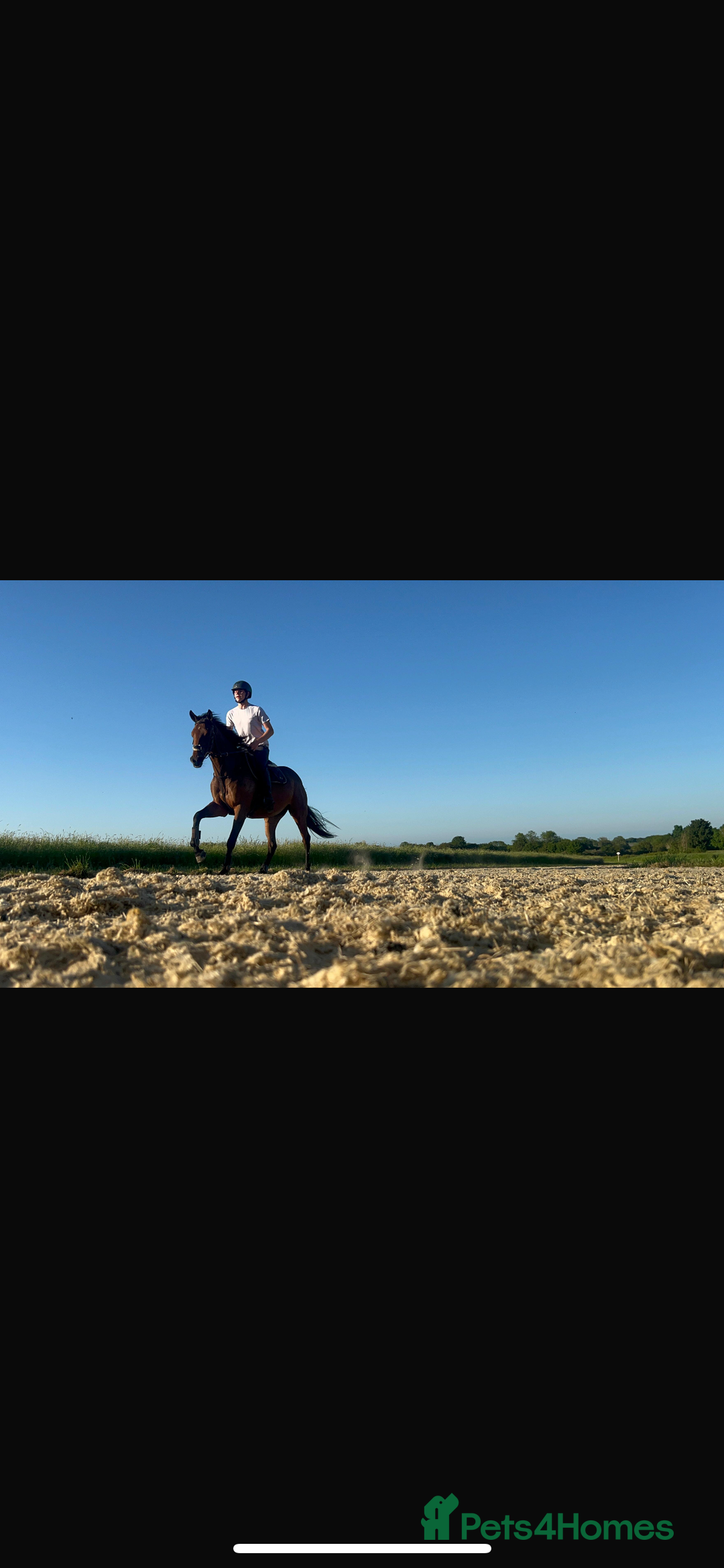 Irish Thoroughbred horses for sale: Rosie.  - Image 5