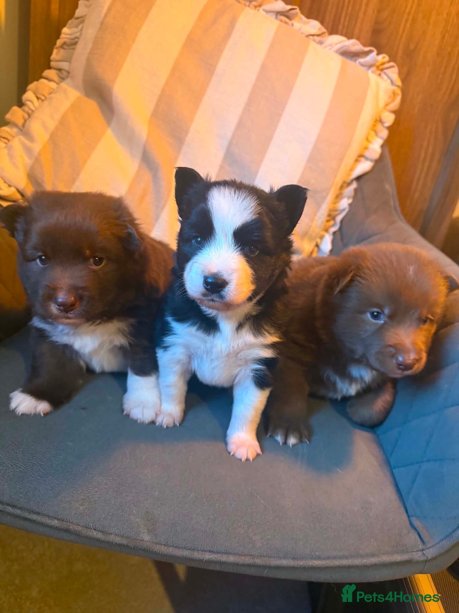 Pomsky dogs 🐾🐶Three Pomsky Babies🐾🐶 - Advert 10
