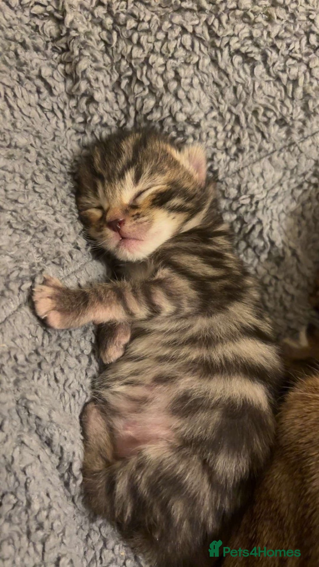 Bengal cats for sale: Beautiful Bengal Mix Kittens - Advert 5