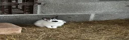 English Lop rabbits for sale: Pair of females bunnies.  - Advert 4