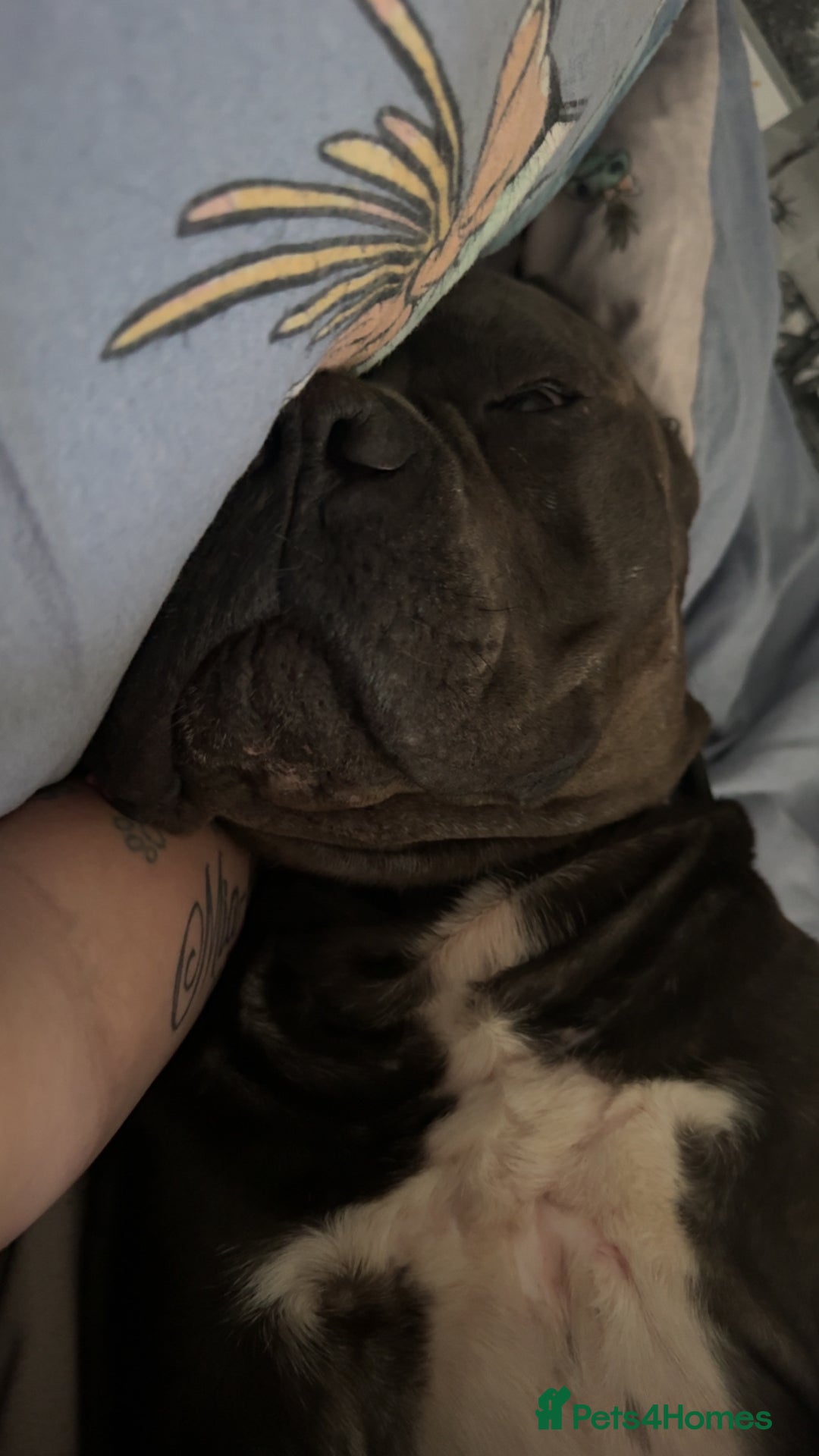 Cane Corso dogs for sale: That (Tye) looking for his forever home  - Image 3