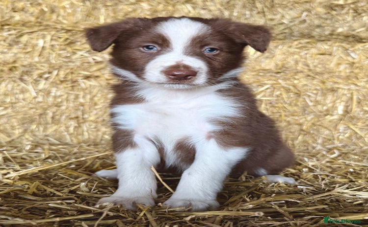 Border Collie dogs - Advert 6