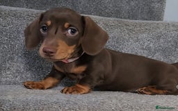 Miniature Dachshund dogs for sale: 🩷2 BABIES LEFT🐶READY TODAY🐶HAD 1ST/2ND JAB🩵 in Chorley - Image 28