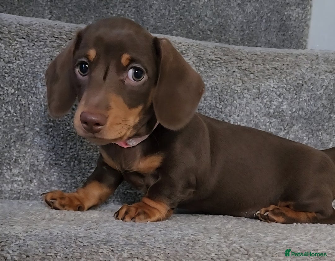 Miniature Dachshund dogs for sale: 🩷2 BABIES LEFT🐶READY TODAY🐶HAD 1ST/2ND JAB🩵 in Chorley - Image 28
