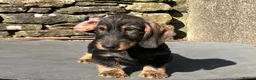 Dachshund dogs for sale: Wirehaired Dachshund Teckel KC registered puppies  - Advert 37
