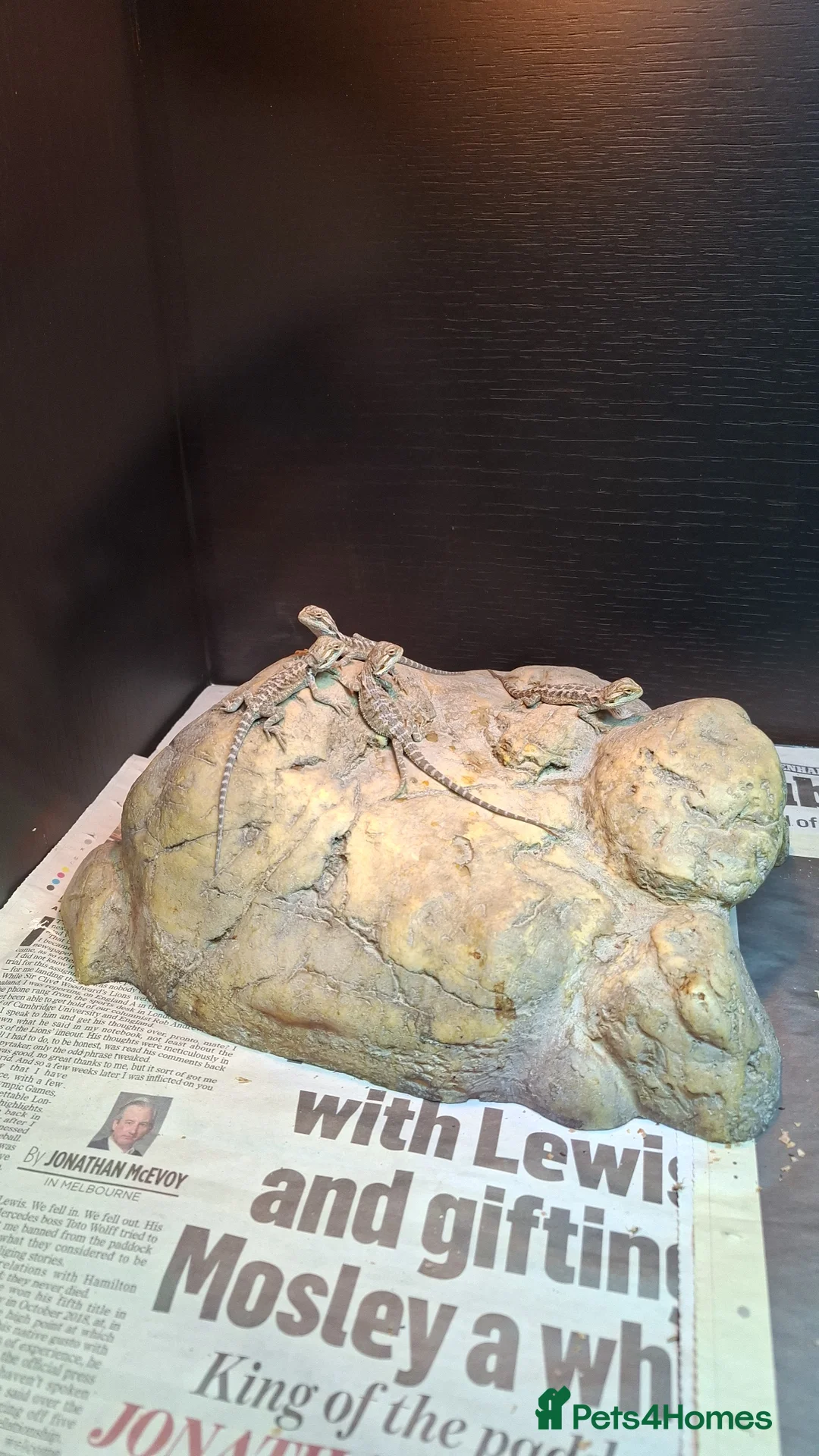 Bearded Dragon reptiles for sale: Bearded dragon babies in Bournemouth - Advert 3