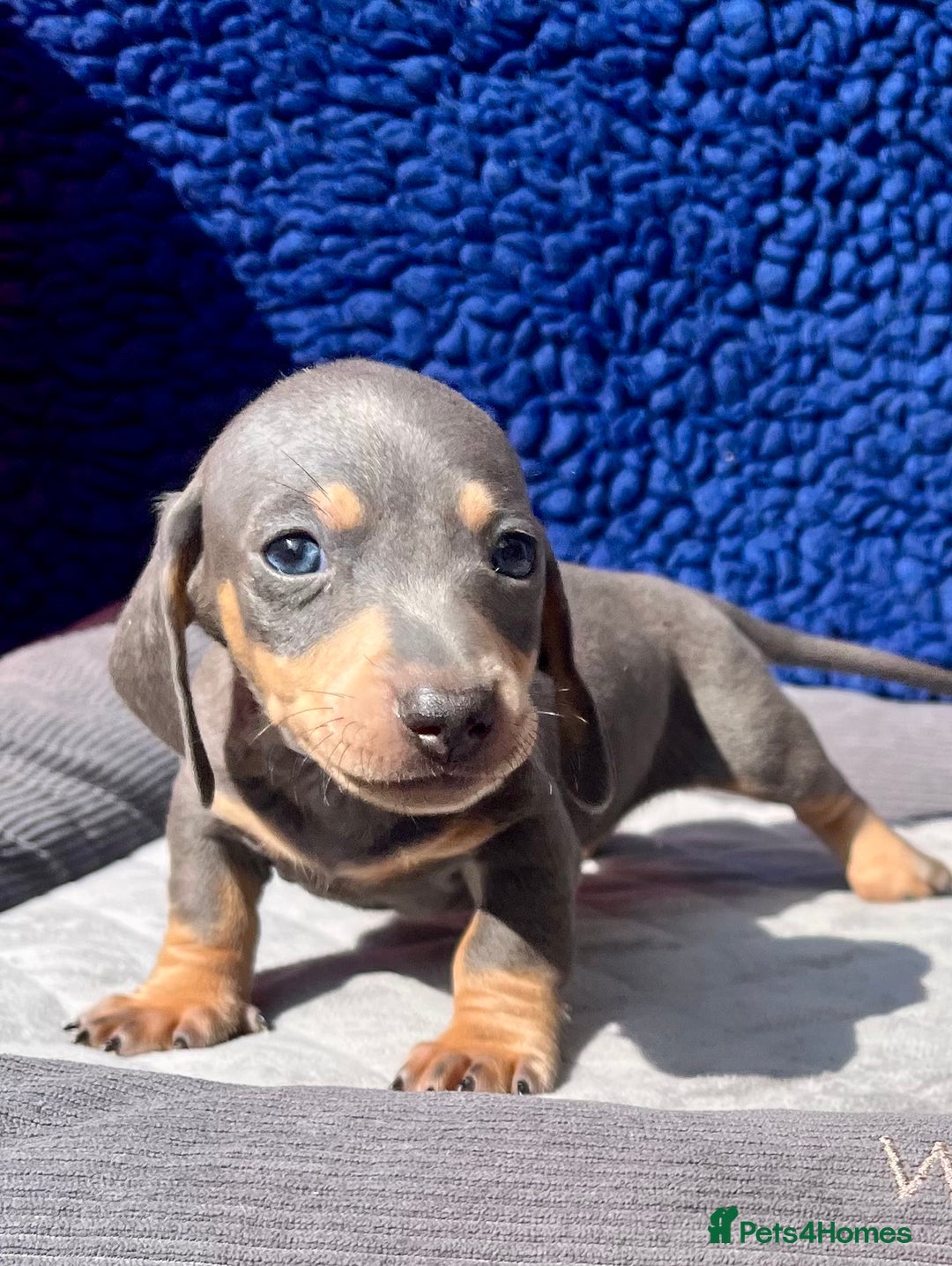 Miniature Dachshund dogs for sale: STUNNING RAINBOW MIX MINI DAXI KC REG PRA CLR - Image 6