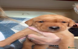 Labrador Retriever dogs for sale: Fox red KC reg labrador puppies - Image 8