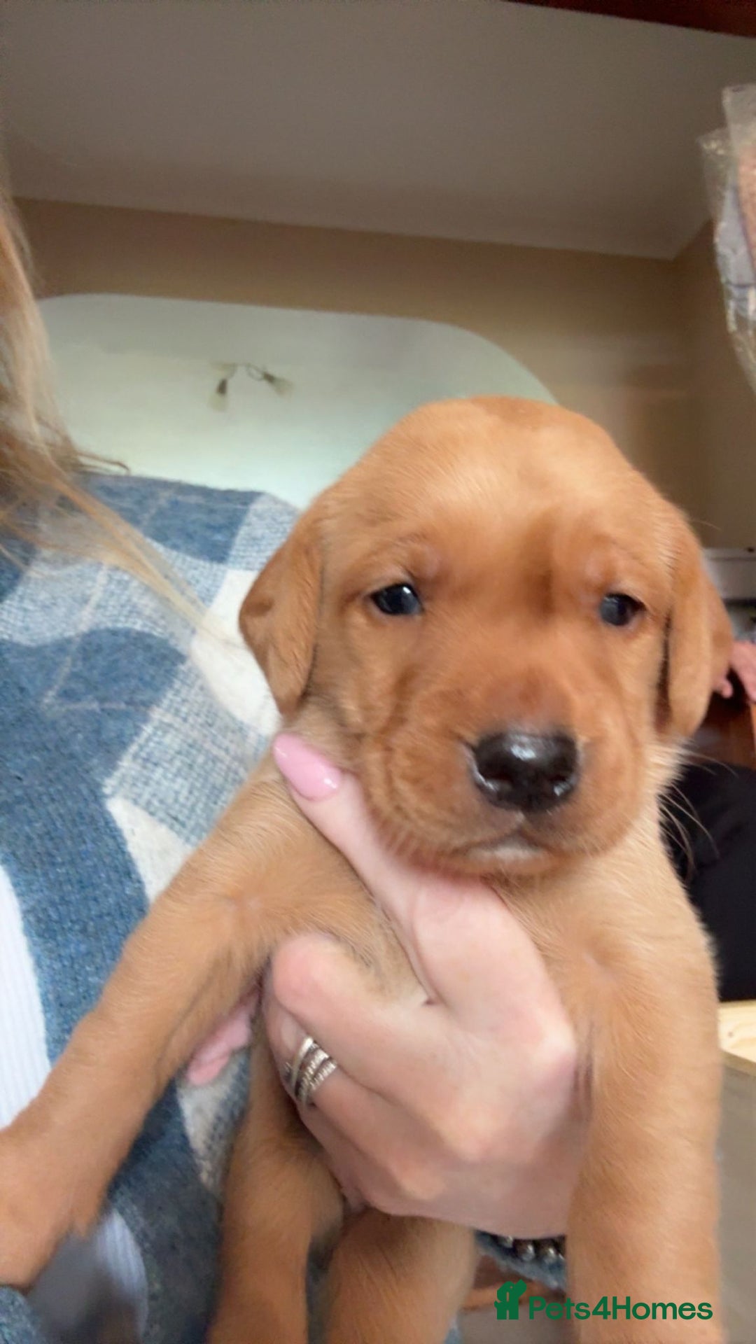 Labrador Retriever dogs for sale: Fox red KC reg labrador puppies - Image 8