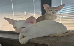 Siamese cats for sale: Outstanding pedigree Siamese Oriental kittens - Image 16