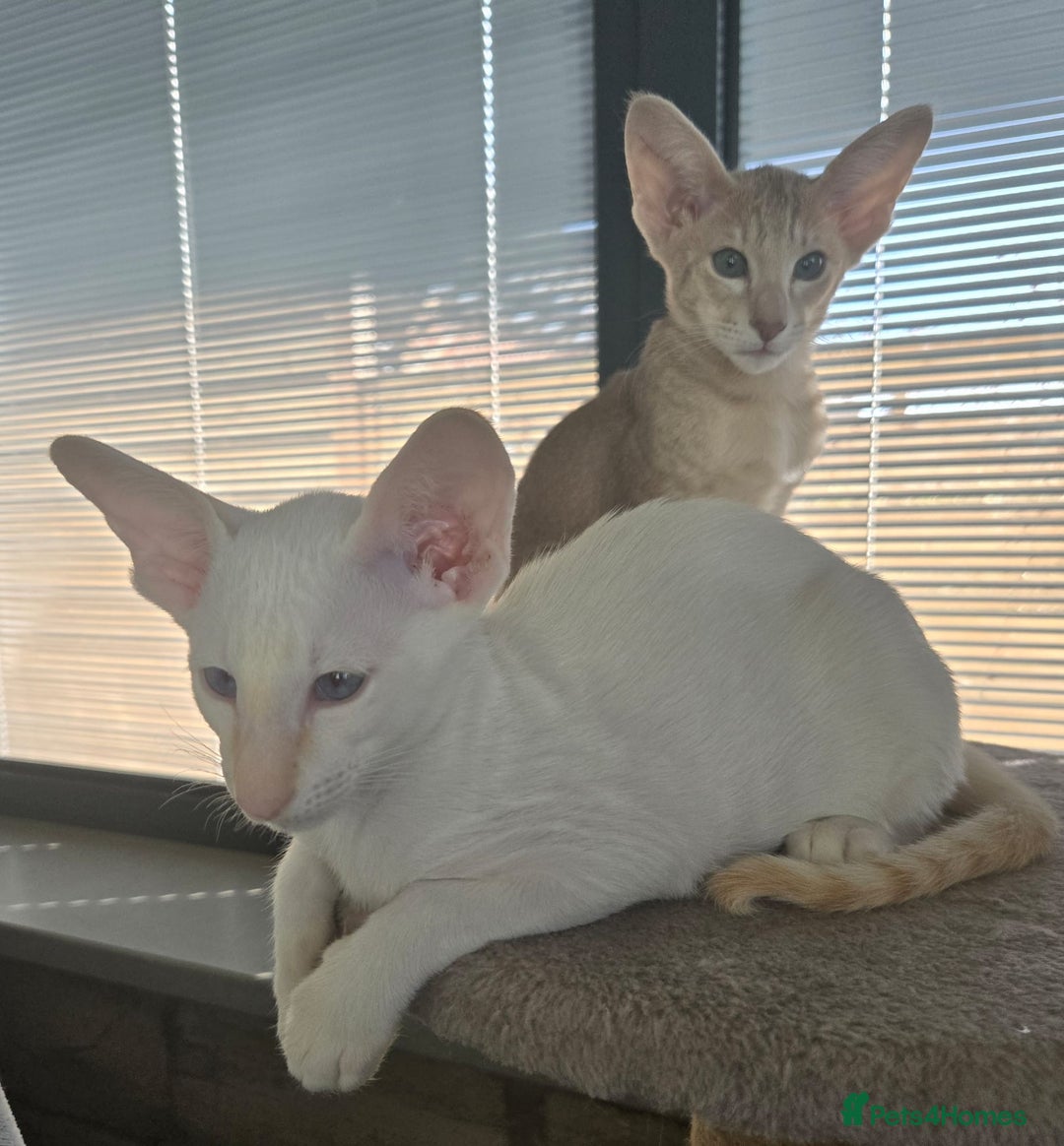 Siamese cats for sale: Outstanding pedigree Siamese Oriental kittens - Image 16