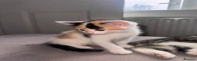 Domestic Shorthair 3
