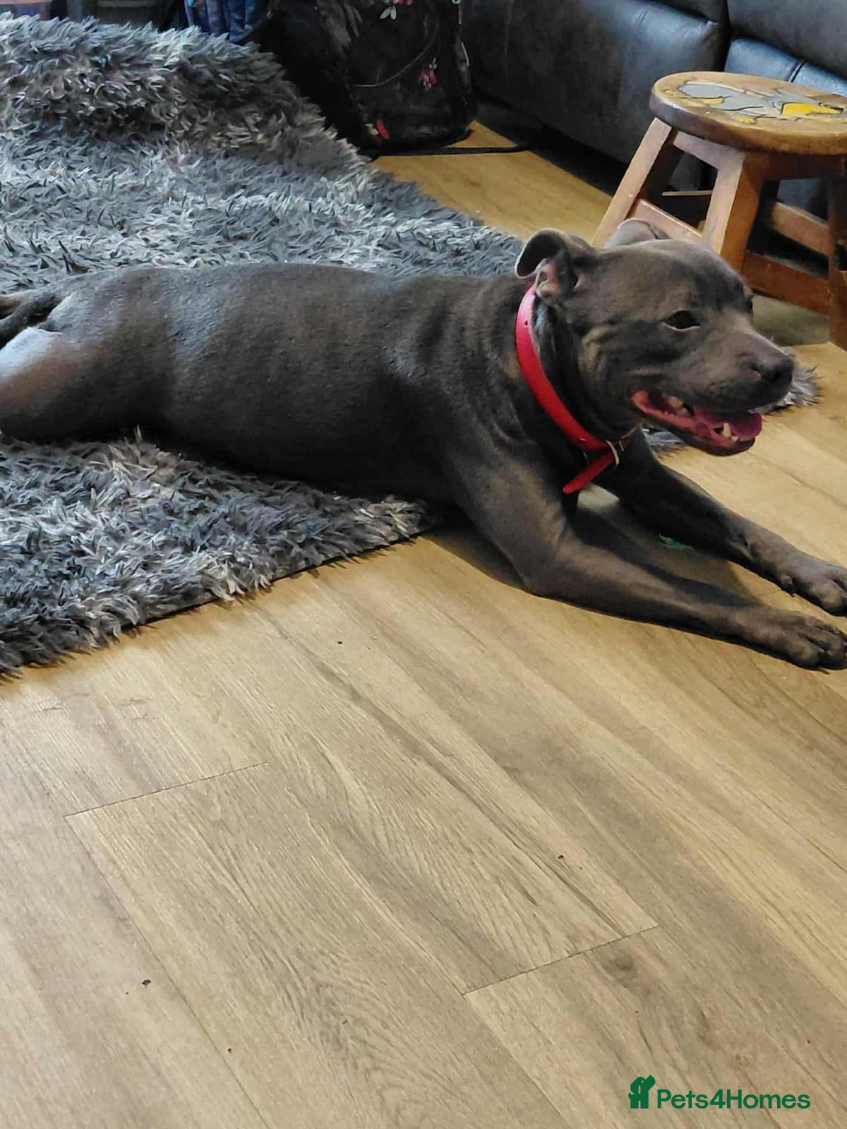 Staffordshire Bull Terrier dogs 8 stocky Kc registered staffies - Advert 2