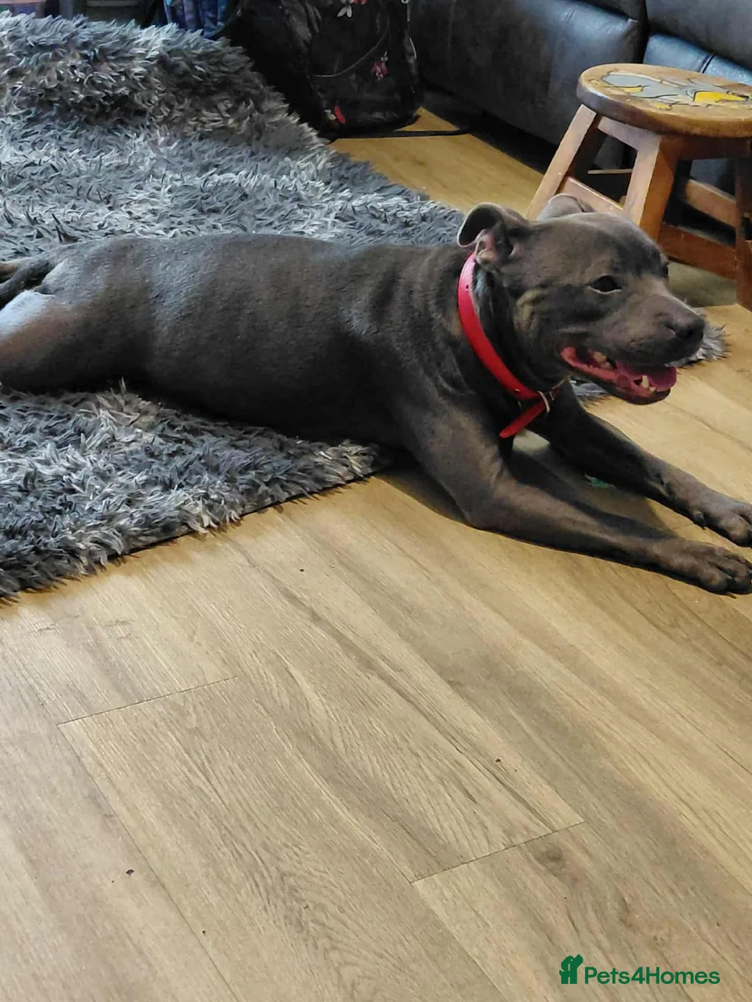 Staffordshire Bull Terrier dogs for sale: 8 stocky Kc registered staffies in Newport - Advert 1