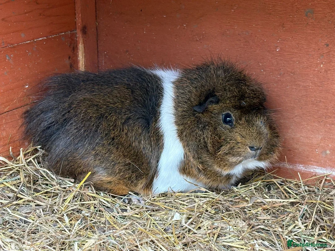Guinea Pig rodents for sale: Male guinea pigs looking for new homes - Advert 8