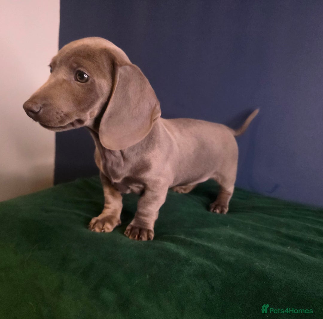 Dachshund dogs for sale: KC Registered Shorthaired dachshunds  - Advert 4