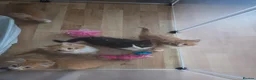Mixed Breed cats for sale: Stunning ragdoll mix kittens  - Advert 3