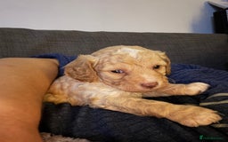 Cavapoo dogs for sale: Stunning cavapoo puppies - Advert 3