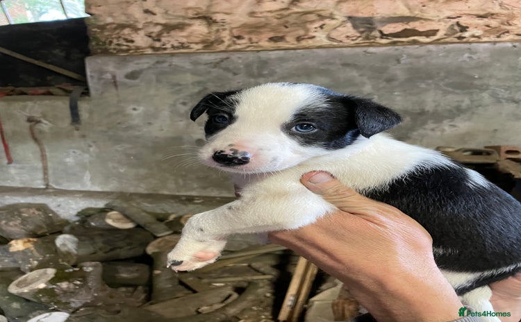Border Collie dogs - Advert 3