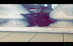 Mixed Breed cats for sale: Half British Blue Kittens  - Image 2