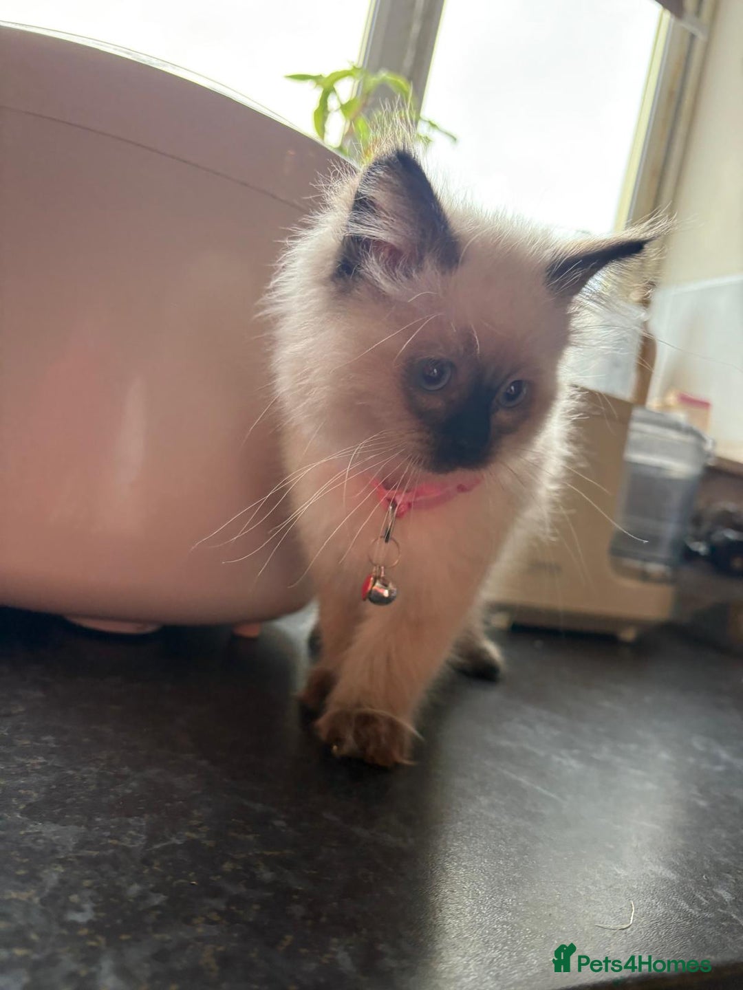 Ragdoll cats for sale: Ragdoll Kittens - Advert 3