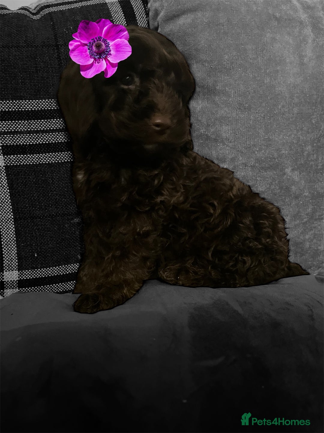 Cockapoo dogs for sale: Amazing choc cockerpoo pups for sale READY NOW  - Advert 19