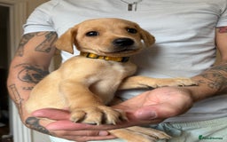 Labrador Retriever dogs for sale: Female Yellow Labrador Puppy  - Image 1
