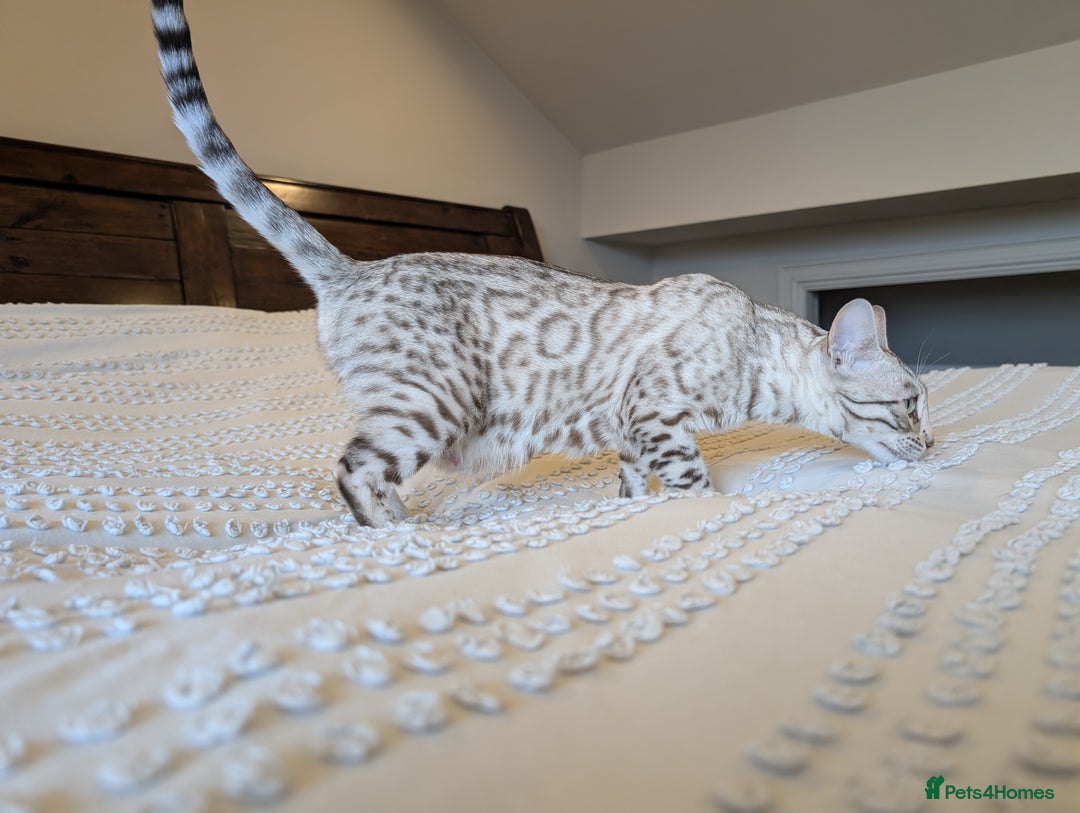 Bengal cats for sale: 🤍🩶 Stunning Snow Bengal Kittens 🩶🤍 - Advert 26