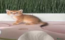Scottish Fold cats for sale: Adorable pedigree kittens - Image 7