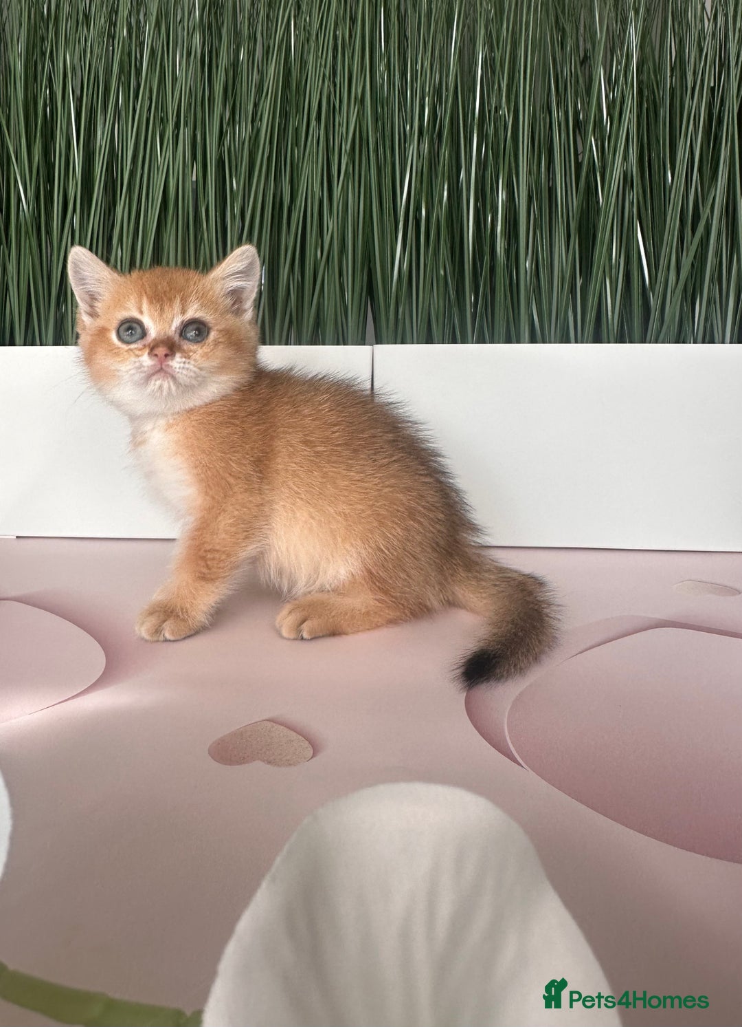 Scottish Fold cats for sale: Adorable pedigree kittens - Image 7