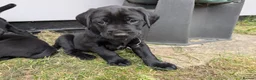 Labrador Retriever dogs for sale: **Only 1 left** KC Registered Labradors  - Advert 12