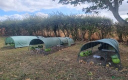 Chickens poultry for sale: Chickens & Omlet Eglu (2m run & accessories) - Image 1