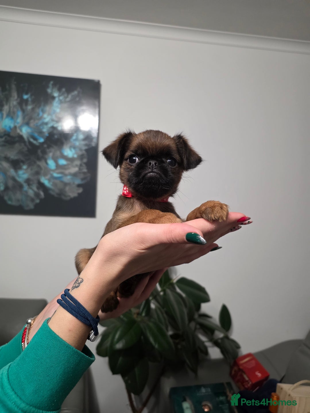 Griffon Bruxellois dogs for sale: Gorgeous pedigree Griffon Bruxellois KC registered - Advert 6